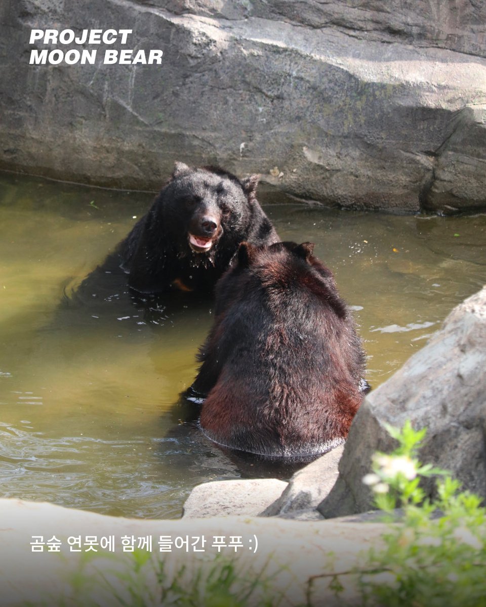 ProjectMoonBear's tweet photo. 어푸어푸, 물장구치는 것을 좋아해 ’어푸‘라는 이름을 갖게 된 곰에게는 소중한 친구가 있습니다. 선명한 턱 아래 흰색 무늬를 갖고 있는 ’푸실이‘예요. 🐻🐻✨

사실 어푸와 푸실이에게 ’친구‘를 만드는 건 쉬운 일이 아니었습니다. 푸실이도, 어푸도 다른 곰 친구들과의 합사에 실패하며 홀로 지내야 했거든요.

평생 차가운 철창에 갇혀 지내느라, 다른 곰과 어울려 노는 방법조차 배울 기회가 거의 없었던 사육곰들. 사육곰의 합사는 자칫 서로에게 치명적인 상처를 입힐 수도 있는, 아주 조심스러운 과정입니다.

하지만 거짓말처럼 어푸와 푸실이는 서로에게 마음을 열어 주었습니다. 지금은 화천 보금자리 곰숲 방사장에 함께 시간을 보낼 수 있게 되었어요. 🌿

어푸와 푸실이는 이미 스무 살이 넘은 것으로 추정되지만, 둘이 붙어 있을 때면 마치 천진난만한 어린 곰처럼 엎치락뒤치락 놀기 바쁩니다. 신나게 놀다가 곰숲 연못에 퐁당 들어가 시원한 채소와 과일을 먹으며 더위를 식히곤 해요. 🫑🍎 

가끔은 놀이가 조금 과격해질 때도 있지만, 아직 서로 친구 관계를 잘 이어가고 있습니다.

합사가 잘 진행될수록, 사육곰들이 화천 보금자리 곰숲을 누릴 수 있는 시간도 점점 늘어납니다. 앞으로도 사육곰들이 함께 안전하게 어울릴 수 있도록 마주보기 단계부터 시작해서 합사 훈련을 차근차근 이어가려고 해요.

어푸와 푸실이가 앞으로도 오래오래 다정한 친구로 함께할 수 있도록, 이 따뜻한 여정에 많은 응원과 관심을 보태주세요! 🙏❤️