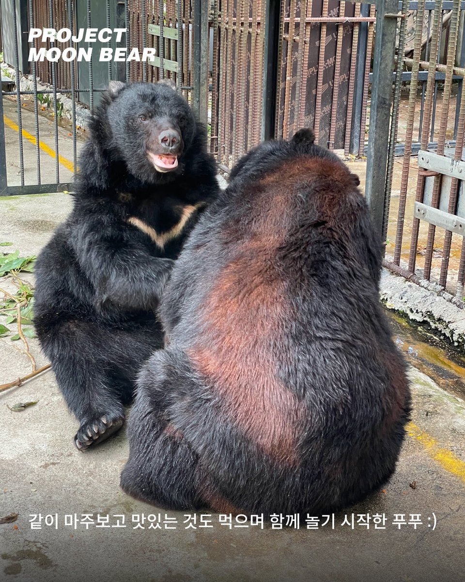 ProjectMoonBear's tweet photo. 어푸어푸, 물장구치는 것을 좋아해 ’어푸‘라는 이름을 갖게 된 곰에게는 소중한 친구가 있습니다. 선명한 턱 아래 흰색 무늬를 갖고 있는 ’푸실이‘예요. 🐻🐻✨

사실 어푸와 푸실이에게 ’친구‘를 만드는 건 쉬운 일이 아니었습니다. 푸실이도, 어푸도 다른 곰 친구들과의 합사에 실패하며 홀로 지내야 했거든요.

평생 차가운 철창에 갇혀 지내느라, 다른 곰과 어울려 노는 방법조차 배울 기회가 거의 없었던 사육곰들. 사육곰의 합사는 자칫 서로에게 치명적인 상처를 입힐 수도 있는, 아주 조심스러운 과정입니다.

하지만 거짓말처럼 어푸와 푸실이는 서로에게 마음을 열어 주었습니다. 지금은 화천 보금자리 곰숲 방사장에 함께 시간을 보낼 수 있게 되었어요. 🌿

어푸와 푸실이는 이미 스무 살이 넘은 것으로 추정되지만, 둘이 붙어 있을 때면 마치 천진난만한 어린 곰처럼 엎치락뒤치락 놀기 바쁩니다. 신나게 놀다가 곰숲 연못에 퐁당 들어가 시원한 채소와 과일을 먹으며 더위를 식히곤 해요. 🫑🍎 

가끔은 놀이가 조금 과격해질 때도 있지만, 아직 서로 친구 관계를 잘 이어가고 있습니다.

합사가 잘 진행될수록, 사육곰들이 화천 보금자리 곰숲을 누릴 수 있는 시간도 점점 늘어납니다. 앞으로도 사육곰들이 함께 안전하게 어울릴 수 있도록 마주보기 단계부터 시작해서 합사 훈련을 차근차근 이어가려고 해요.

어푸와 푸실이가 앞으로도 오래오래 다정한 친구로 함께할 수 있도록, 이 따뜻한 여정에 많은 응원과 관심을 보태주세요! 🙏❤️