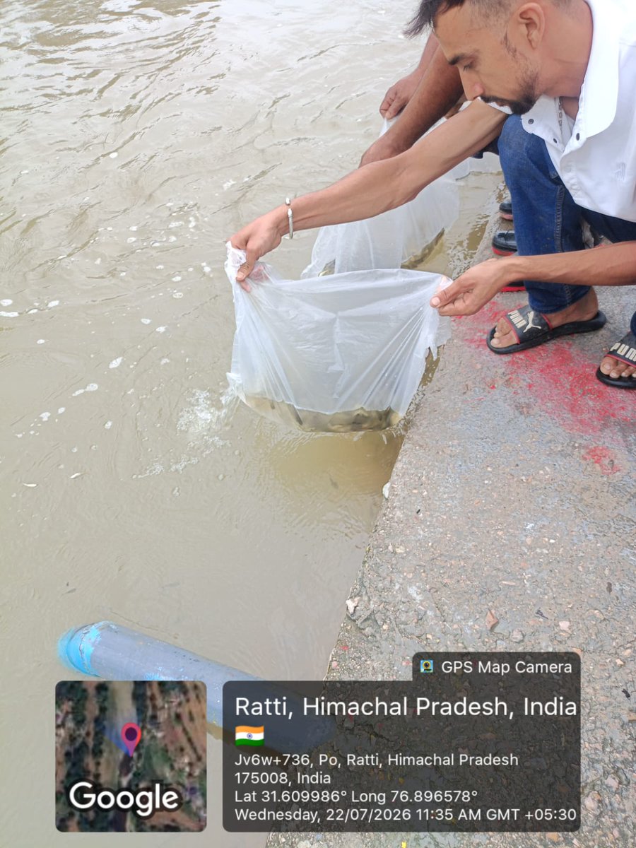 DoFishHP's tweet photo. On 22.07.2026
Total 15,000 no. Amur carp fingerlings stocked in Ratti Khadd near Village Kasaral, Tehsil Balh, Distt. Mandi H.P.
.
.
#stocking #fishseeds #fishseedstocking #departmentoffisherieshimachalpradesh #govtofhp #fisheriesgoi https://t.co/YRF35rQ17K