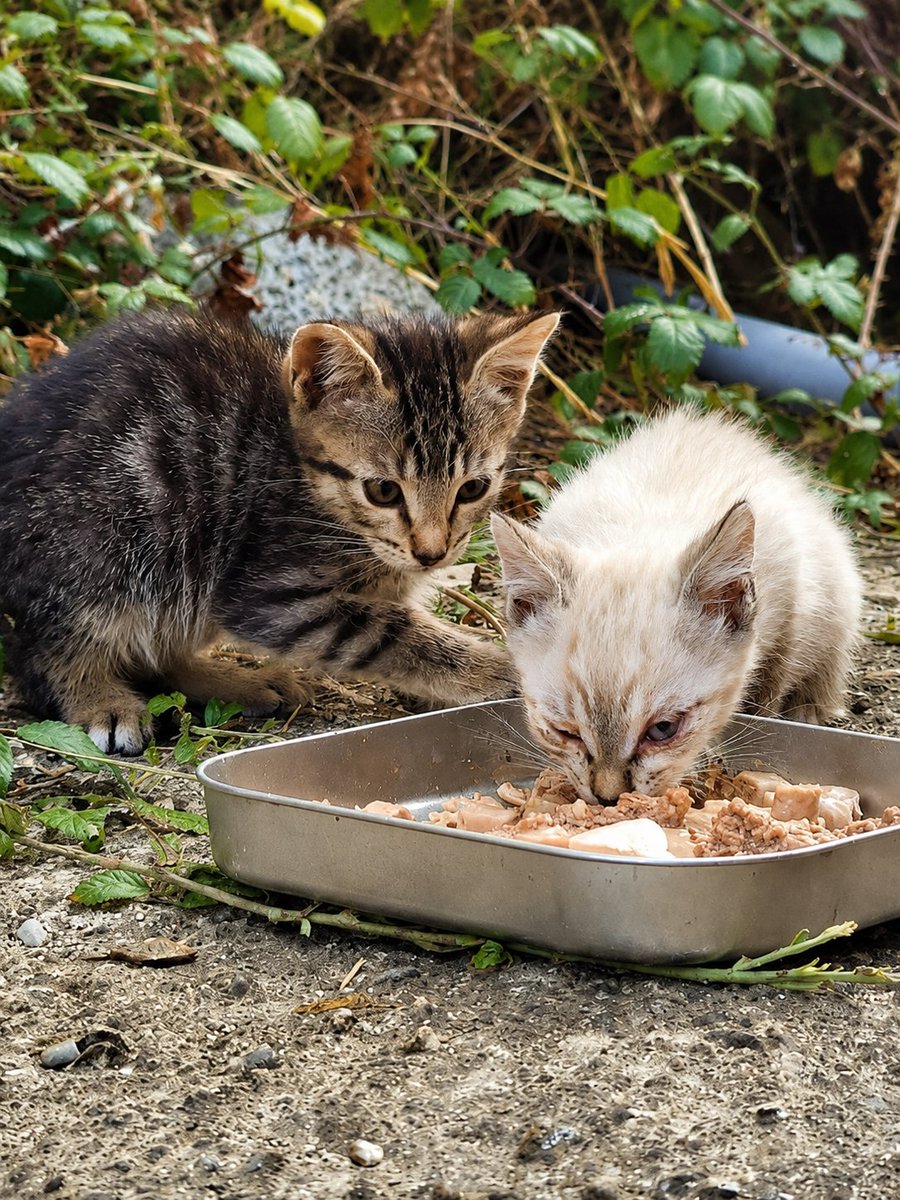 Neinei_rescue's tweet photo. Holi podéis leerme porfi 🙏🏻🥺

Estos son Timidillo y Vacilón (Izquierda) 
a Timidillo ya le he sacado de la calle y Vacilón me está costando una barbaridad. Ya tengo una acogida para ellos en cuanto pueda capturar a Vacilón.

Los otros dos peques aún no tienen nombre (acepto ayuda) y siguen en la calle. Tengo una posible acogida para ellos. Pero tengo un problema sigo