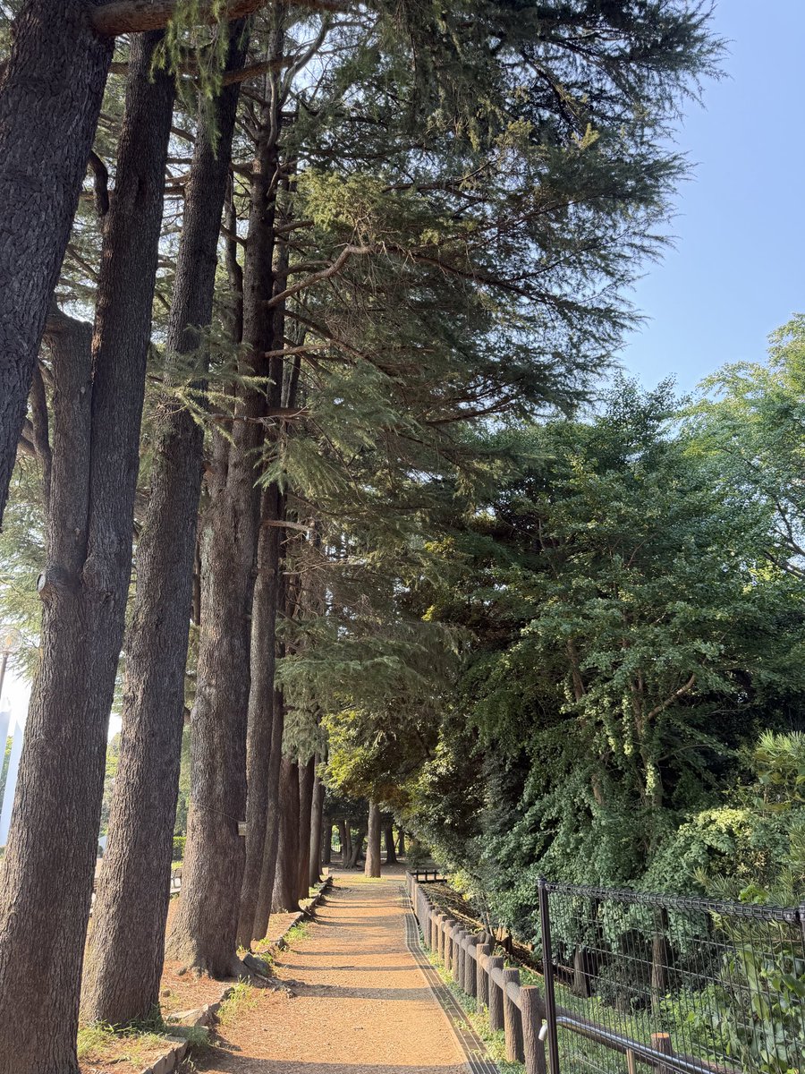NaoAngelix's tweet photo. 夕方の猛暑ウォーキング☀️木陰涼しめ🌲🌳🌱　代謝が悪いので汗をかきたい💦 https://t.co/WNbQzXlhSE