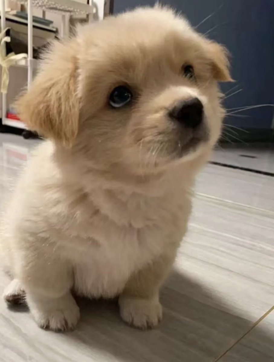 PawViral's tweet photo. https://t.co/zW7NXjwa35
