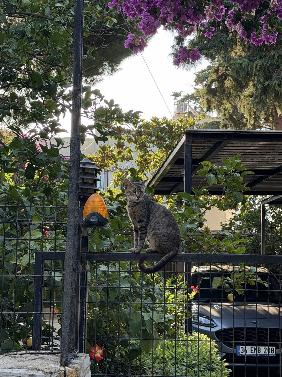 Secilto's tweet photo. Salağa bakar mısınız nereye oturmuş 🥰🥰
Salak ama güzel 🥰 https://t.co/EpmFOvZu6D