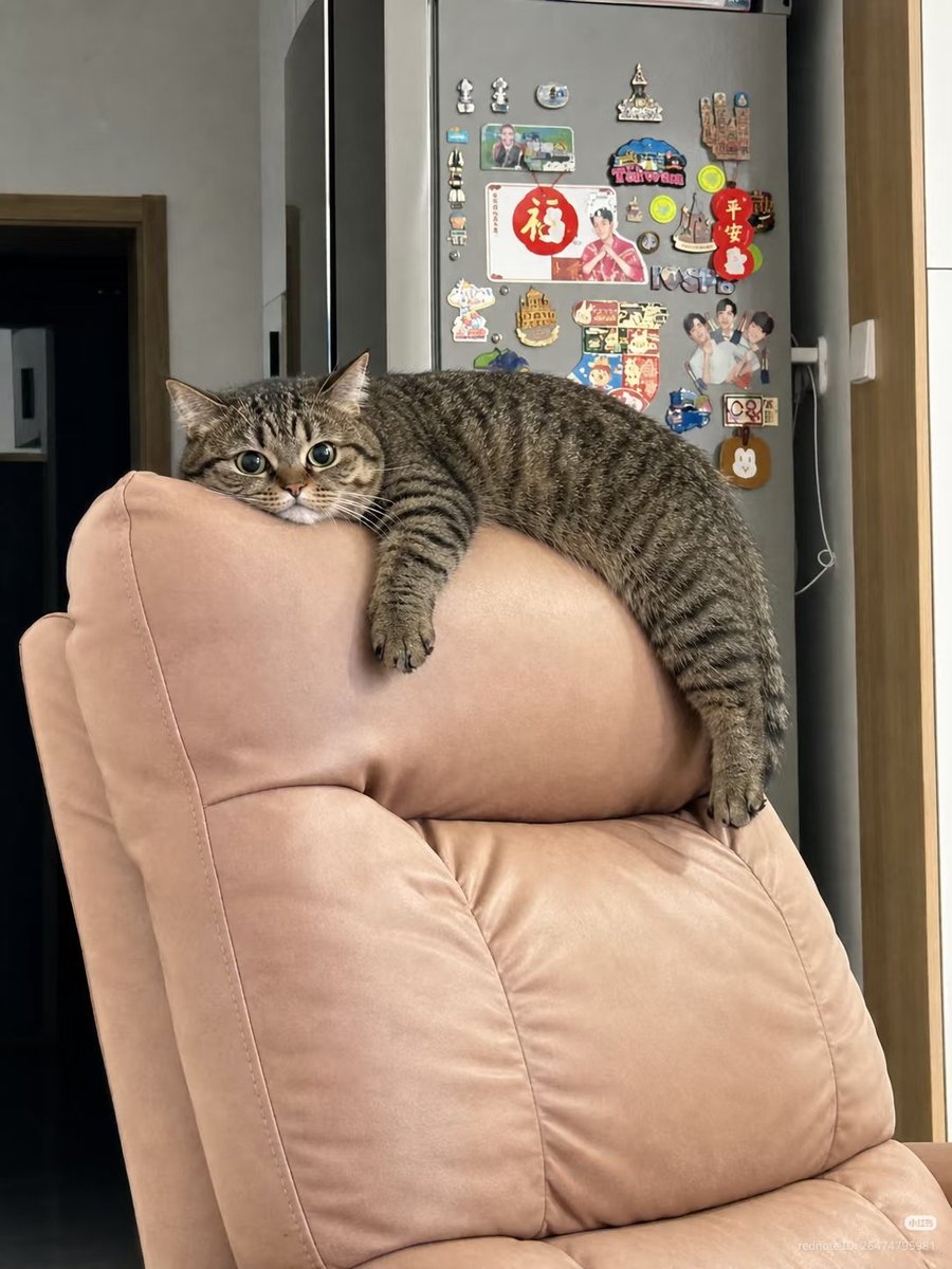 nocontextscats's tweet photo. Bored https://t.co/kqoIgwBHUD