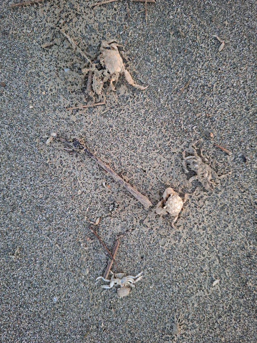 Wildnfree1984's tweet photo. DoC leaving a 1080 poison trail of destruction 🤬
5 dead oystercatchers &amp; lots of dead crabs on Motueka Sandspit this evening.  
Downstream from Kahurangi 1080 poison drop....
We’ve asked DOC &amp; MPI to test them for 1080 but so far no indication they have.
@FreedomDotKiwi 
#nzpol https://t.co/ipJ4ZmJEQ4