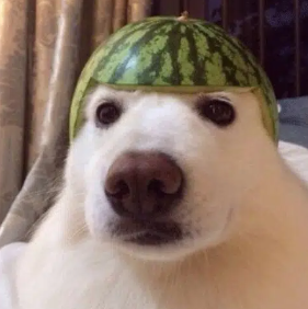 Fomopium's tweet photo. @IcedKnife Especially ones with a melon on their head ! https://t.co/EEUOAcaRSe