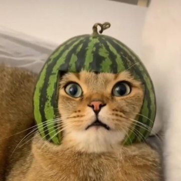 Fomopium's tweet photo. @IcedKnife Especially ones with a melon on their head ! https://t.co/EEUOAcaRSe