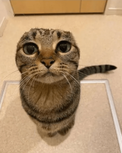 catposter's tweet photo. cat of the day #8
meet mr. ears... https://t.co/4YBNbxYhsq