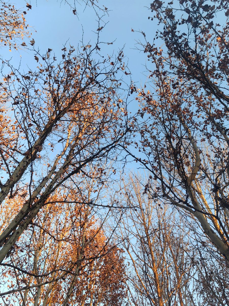Johnny83037373's tweet photo. New to photography Start with mastering light—natural light at golden hour (1hr after sunrise/before sunset) makes every shot warm and beautiful. No fancy gear needed, just your phone!， https://t.co/TMW9wpwb1m