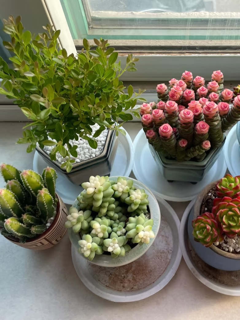 BrikiFedi's tweet photo. Pro tip: Let succulents’ soil fully dry out between waterings! Overwatering is their #1 killer. 10 mins of sunlight daily keeps them happy, tiny green heroes at home.， https://t.co/nYa4Dqyqjj