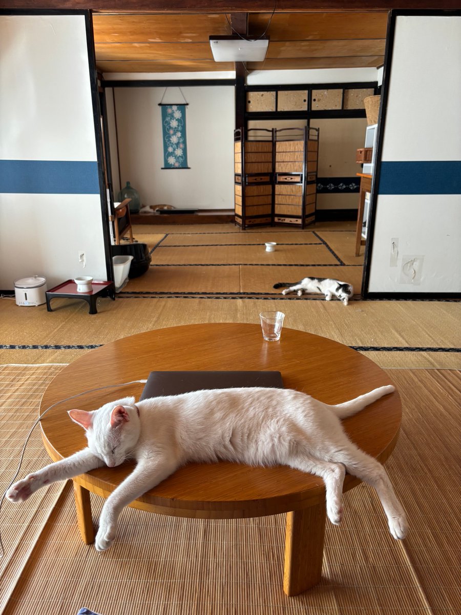 don_guri_gura's tweet photo. 猛暑日　猫'sみんな落ちてる https://t.co/yE3xzfgAeg