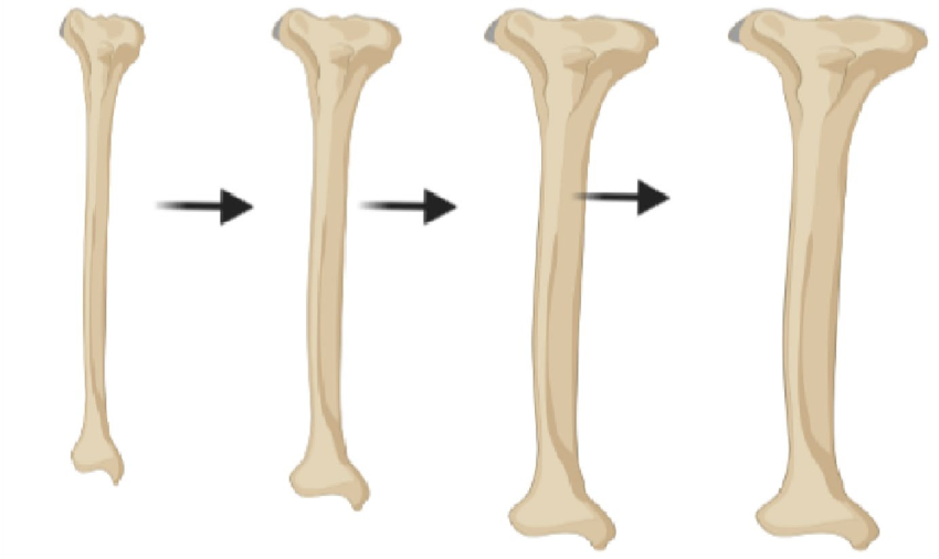 doctormorphh's tweet photo. bone growth doesnt care about your age. bone is tissue that adapts to the loads placed upon it.

very simple. https://t.co/h4qlAedlW3