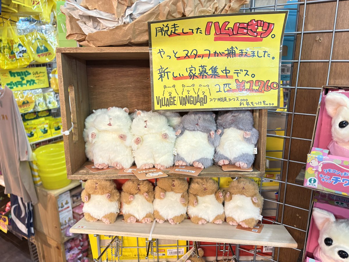 vv_nishio's tweet photo. 「むしとりあみで1匹ずつ捕まえてきました！」
って言いながら捕獲担当スタッフが連れてきました‼️ハムにぎり達です！
(なお、きなこちゃんはまだ脱走中です。) https://t.co/2qozd8Pogb
