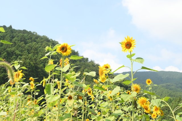 Isehara_City's tweet photo. 【いせはら「いいとこ」撮り📷✨・日向地区のひまわりが見頃です】https://t.co/Xh9YqUP4yQ #伊勢原 https://t.co/A61vxgJkME