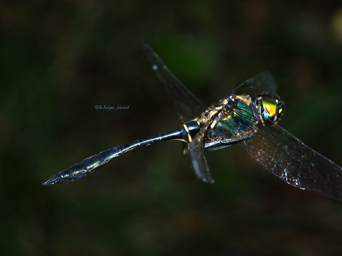 h_Seigo_Insect's tweet photo. ハネビロエゾトンボ

去年のリベンジ撮影。だいぶ成長した気がする。Xだと画質落ちちゃうけど複眼の点々まで写せた。 https://t.co/ma0D1kIn2A