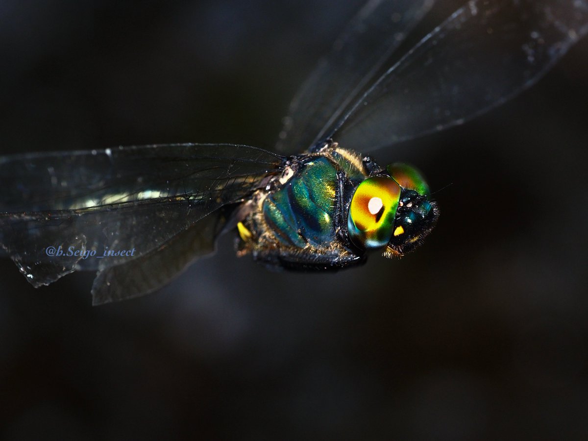 h_Seigo_Insect's tweet photo. ハネビロエゾトンボ

去年のリベンジ撮影。だいぶ成長した気がする。Xだと画質落ちちゃうけど複眼の点々まで写せた。 https://t.co/ma0D1kIn2A