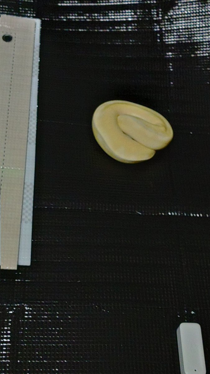 q135MF4MzkPHoyO's tweet photo. 今日の飼い主は仕事がお休みなので、日中にケージから出されその辺に置かれる掃除待ち https://t.co/7zCT5xHwPB