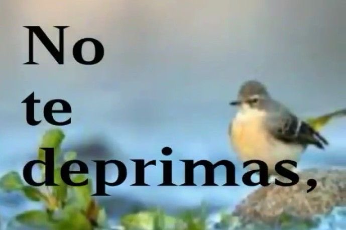 Humanoid;'✧ tweet media