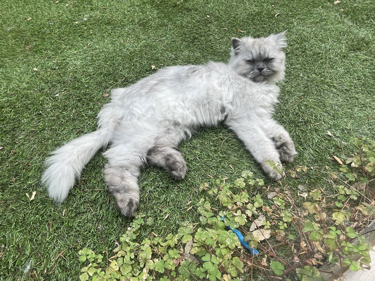 madcom29322160's tweet photo. Charlie a dispau du 1460 chemin des terriers 
Antibes 
Elle a sûrement été volée elle est pucée et stérilisée !!!
RT massif ! Merci pour sa maîtresse désespérée https://t.co/CxlySrrlNw