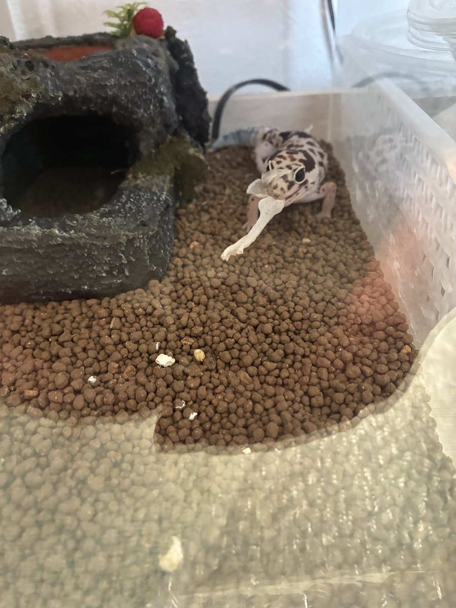 nesuko_0920's tweet photo. ガサガサ音がしてきたから、そろそろかなと思い覗いたらな、なんと！違う子🦎が脱皮中でした🤣 https://t.co/Tez9e43DCG