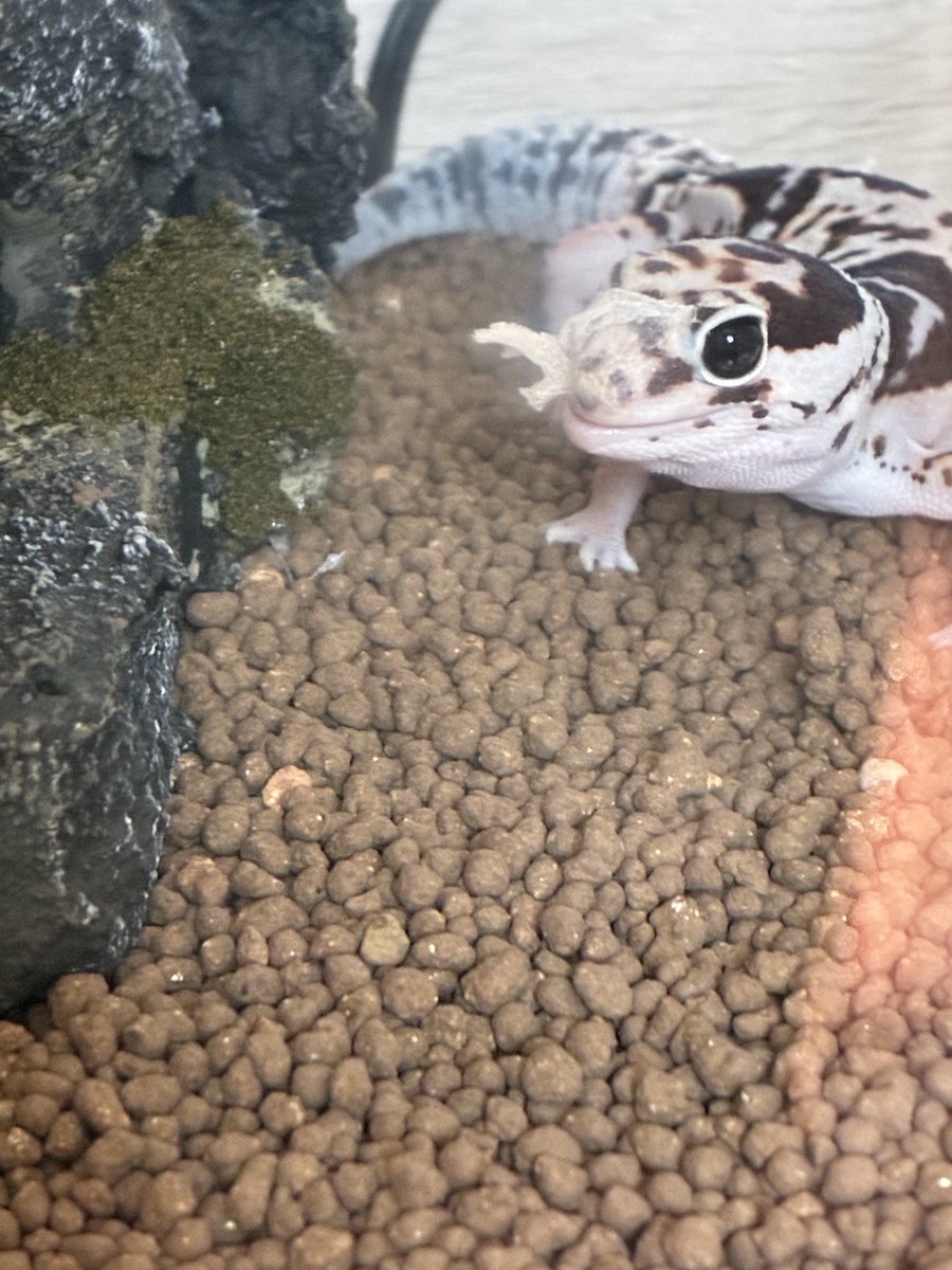 nesuko_0920's tweet photo. ガサガサ音がしてきたから、そろそろかなと思い覗いたらな、なんと！違う子🦎が脱皮中でした🤣 https://t.co/Tez9e43DCG