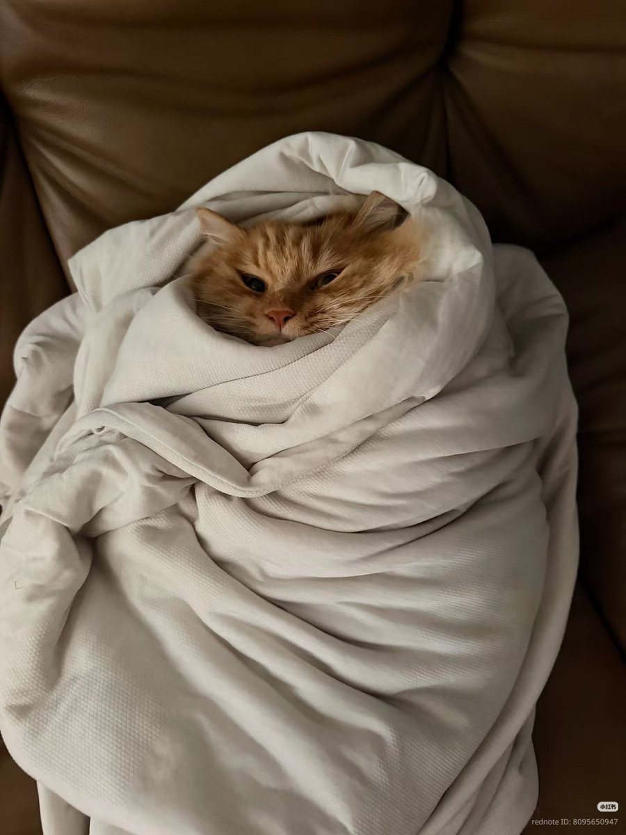 nocontextscats's tweet photo. Mood https://t.co/VnEcKA5sld