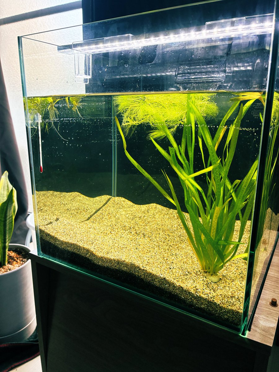 Toragaribunny's tweet photo. 水槽レベルアップ！
でも水草はネットで買うもんじゃないね。紙袋に入ってボロボロだった

メダカ買いに行こ https://t.co/XlJiEeaMeI
