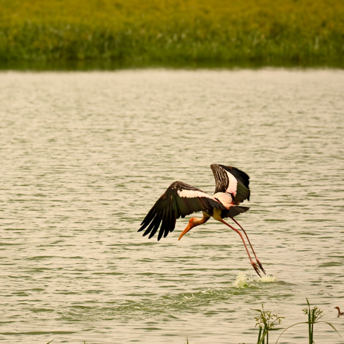 nickbyte's tweet photo. Painted stork at Margondanahalli lake in Bangalore.

Brushstroke Beauty: They get their name from the vivid, rose-pink feathers on their lower back, which look as though they were delicately painted with a brush! 🎨 ⋅ #PaintedStork #BirdFacts #NatureLovers https://t.co/LbHzSWE440
