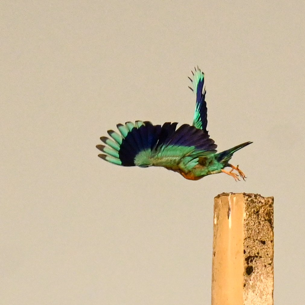 nickbyte's tweet photo. The Indian roller (Coracias benghalensis), affectionately called "Neelkanth," is a striking, vividly colored bird easily spotted on telephone wires and fence posts in open agricultural fields. https://t.co/B8XbmSoKGS
