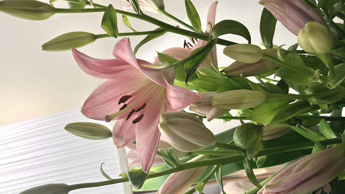 rubybutwhite's tweet photo. ꕤ🌿🦢 ݁˖🎀 https://t.co/uYhmCryot6