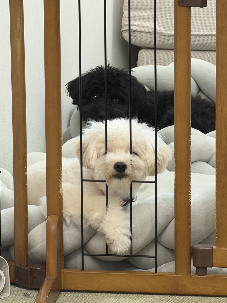 teto_ff14's tweet photo. やっと少し新居に慣れてきたけど、まだ足りないものが多くてあれもこれも買わなきゃってなっちゃう( ´灬` ก)ﾌｰﾑ
でも下や横に人が居ないのはほんとに快適- ̗̀(˶'ᵕ'˶) ̖́-
犬どもの鳴き声も前ほどは神経質に気にしなくて良くなったし🐶 https://t.co/ygeW3ieIE6