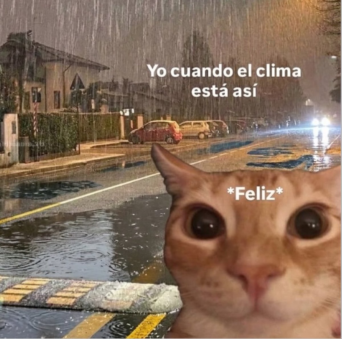 gatinarios's tweet photo. https://t.co/aHpksfQGr2