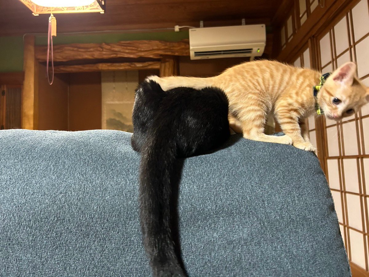 ろくとなな tweet media