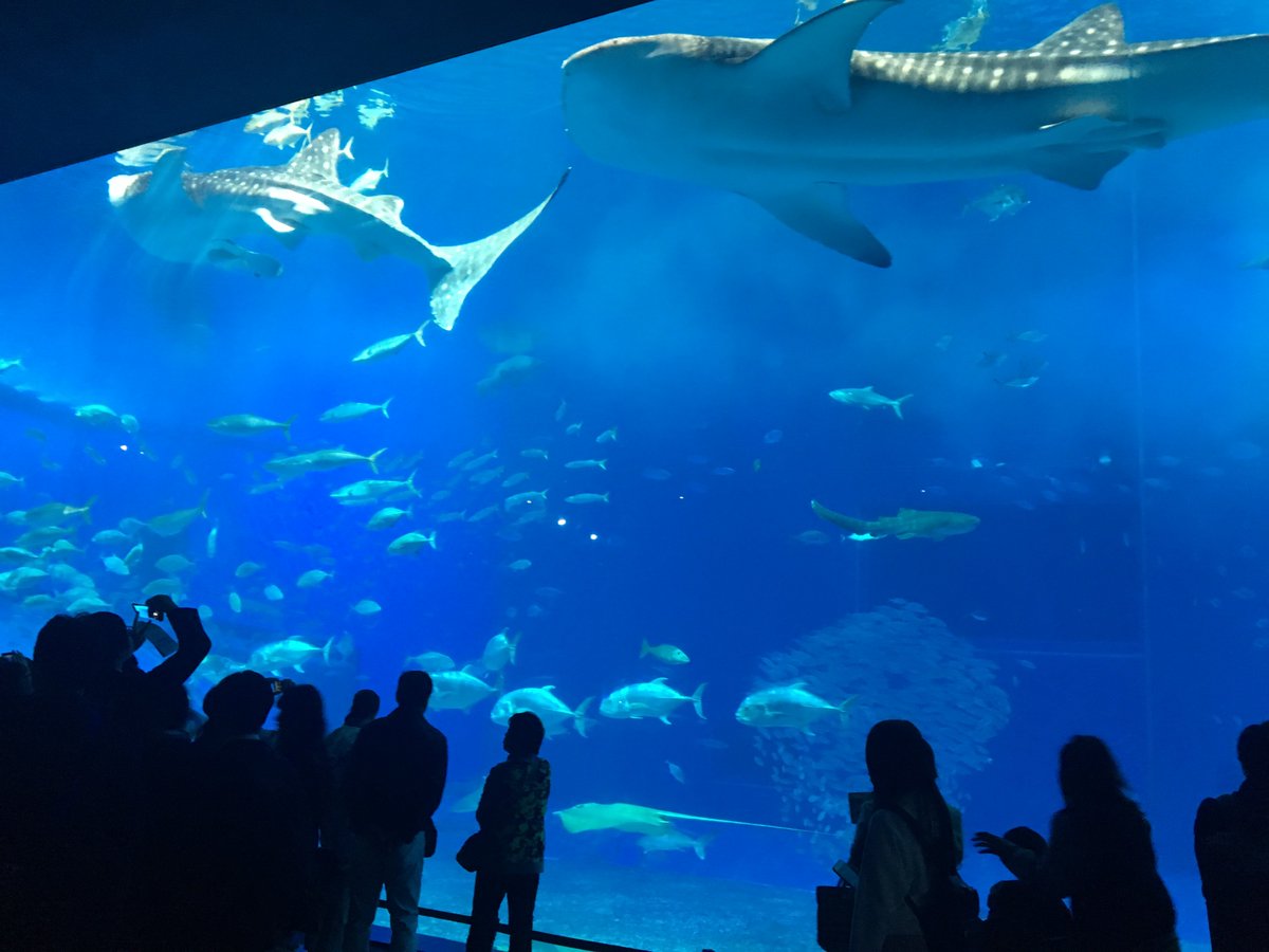 eco_ethics16's tweet photo. 沖縄の写真でもあげておくか。 https://t.co/3gvsFaqB5H