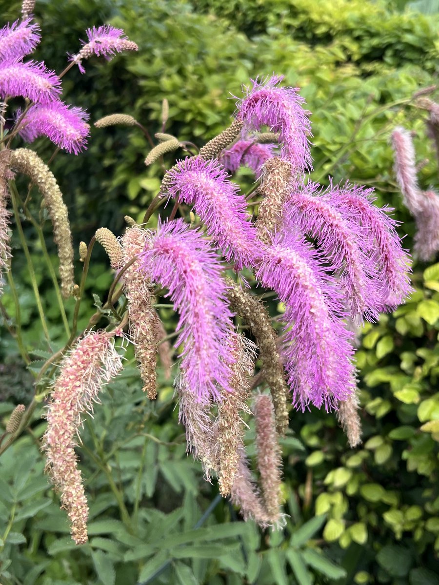 WeerkampJos's tweet photo. Goedemorgen.
Deze beauty gister gezien bij een open tuinen bezoek.
Fijne woensdag jullie.
#Fleurop #Flowers πΈβοΈπΈβοΈ https://t.co/BDIn3afrFH