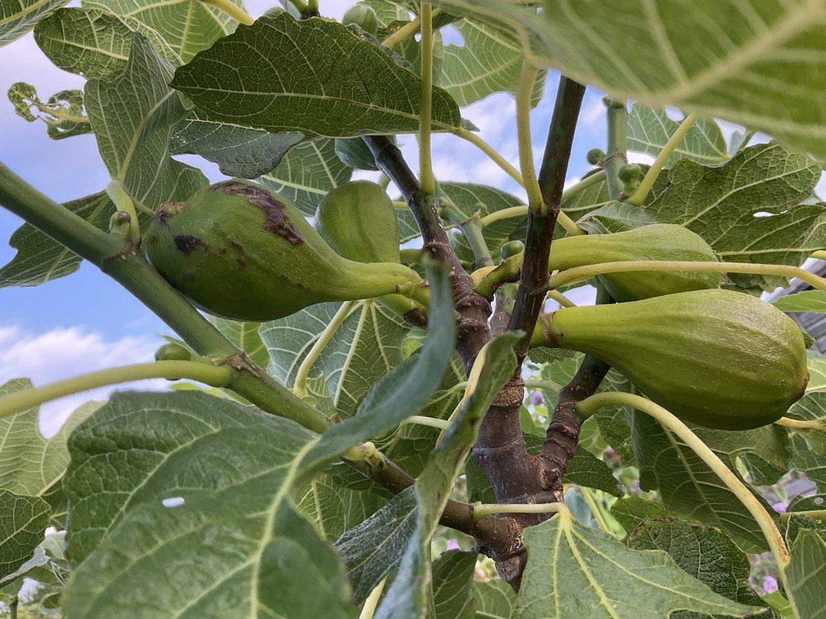 Simoncitizen's tweet photo. @FlowerdewBob Picked first figs on Sunday. #Ants have taken a liking to my #Ripening #Figs. I soak them in water before eating. Perhaps as a result of the weather extremes lots of second thought #Figlets are now appearing. Ladies on the bus told me about #FigletsAndHoney. Need to google. https://t.co/ZgGZpVcjA6