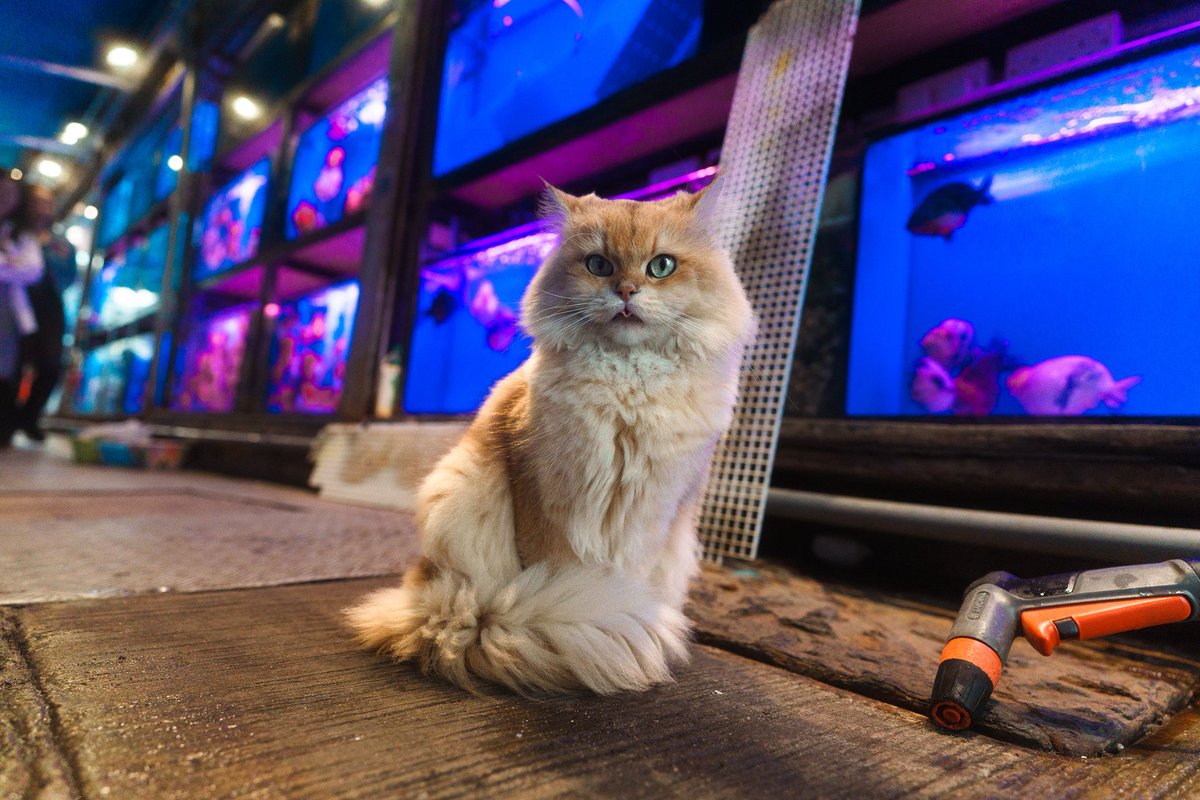 derryainsworth's tweet photo. Cat life, Hong Kong 🐈‍⬛ https://t.co/3NV75UI6vx