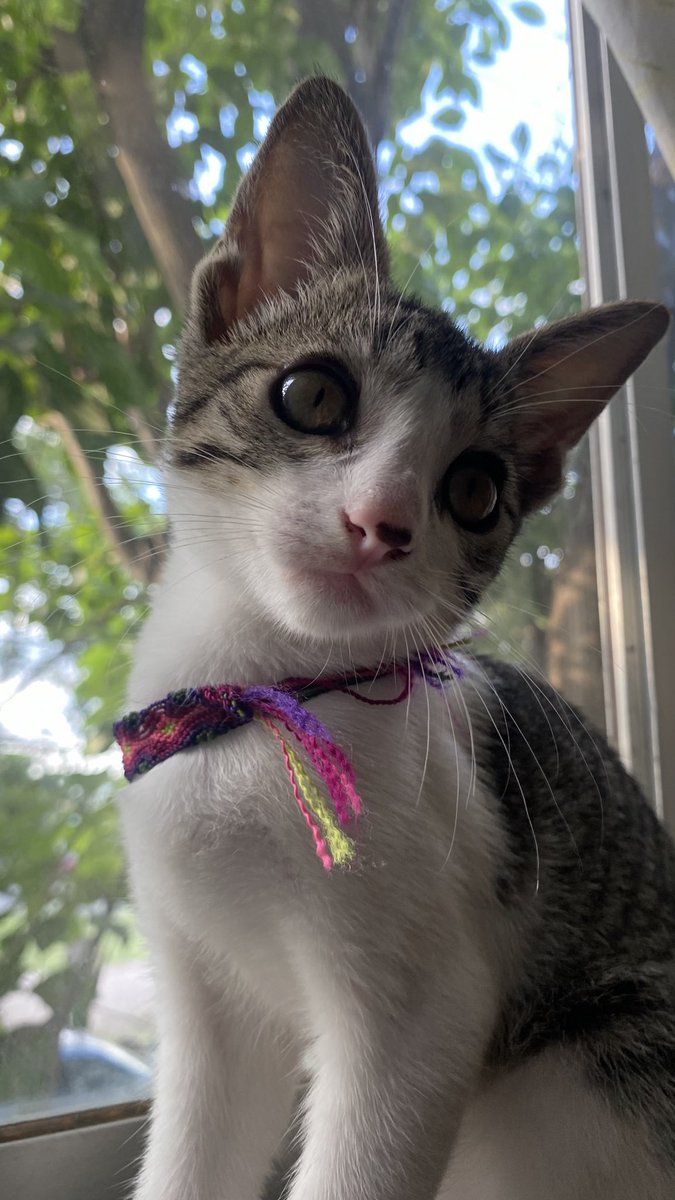 kxs_gr's tweet photo. mi hermosa bb kalypsa, lo más lindo de mi vida 💘 https://t.co/R9di9tNYqu