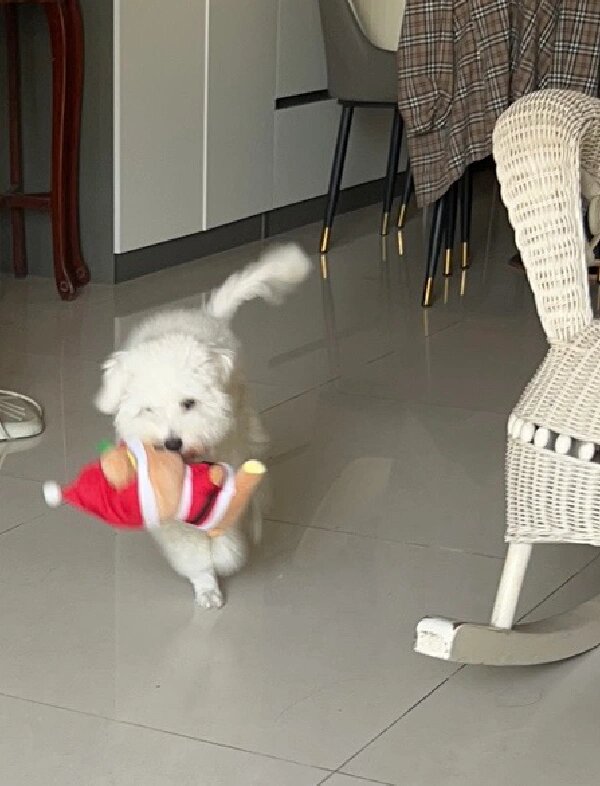 1520uz's tweet photo. This little furball just reached its 1st birthday!  Watching you grow from a tiny wobbly pup to your playful, curious self is the best thing ever—here’s to all the silly adventures ahead, baby! https://t.co/DUrNYZhYiP