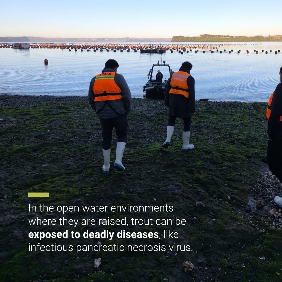 iaeaorg's tweet photo. Latin America’s rainbow trout farmers are using nuclear-derived techniques to detect deadly disease outbreaks earlier and breed more resilient fish, helping to boost food security and protect livelihoods.