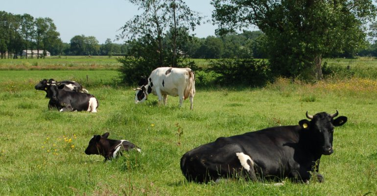 wouterkeller's tweet photo. StAF: "#Voorbeeldboeren bedolven onder de #LVVN subsidies.."
Tja, net als windmolens draaien ook #bioboeren op subsidies..
#stikstofhoax #groenegroei
https://t.co/TMA9kYRxPs https://t.co/981oXcKYpA