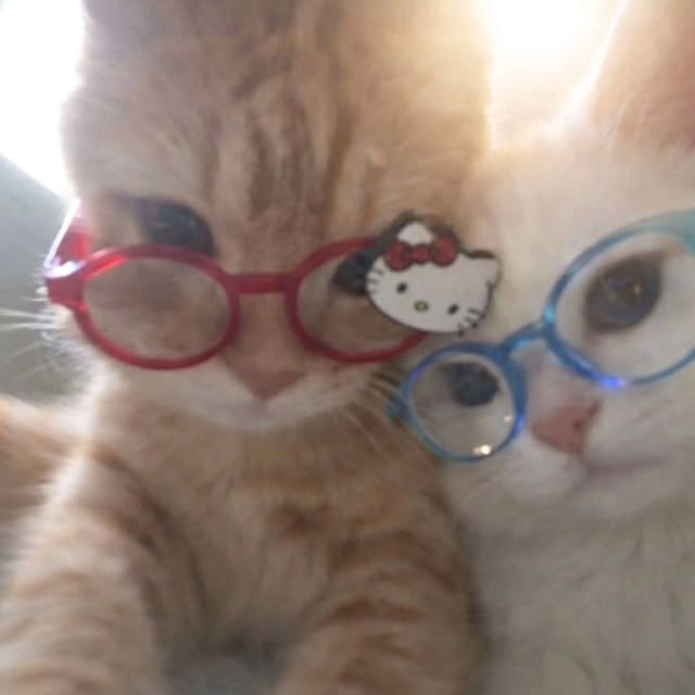 Just Cats 🐈 tweet media