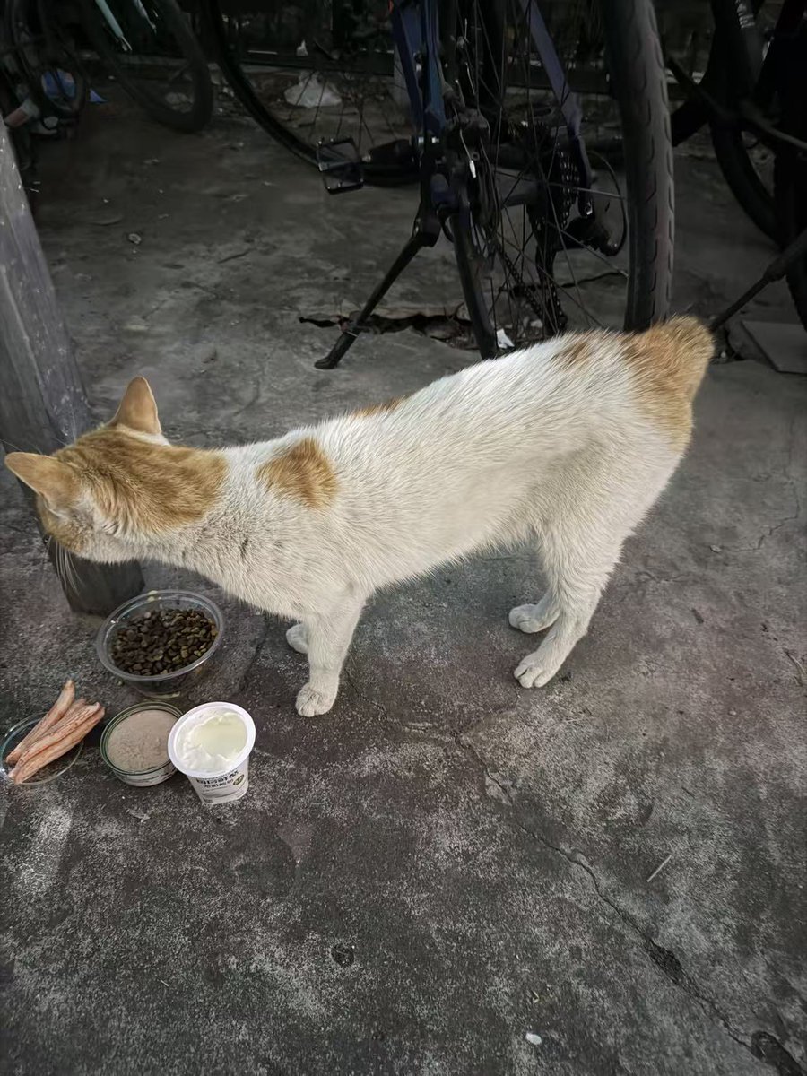 O_J_DK's tweet photo. @Qbb7680 本身可能就是被霸凌的猫，这张是之前拍的，现在看起来更瘦了，昨天看胳膊的毛好像还被打散了。
不过很亲人，不放过勒索路人的机会，不知道怎么沦落到这么瘦的。 https://t.co/VzkOS410zM