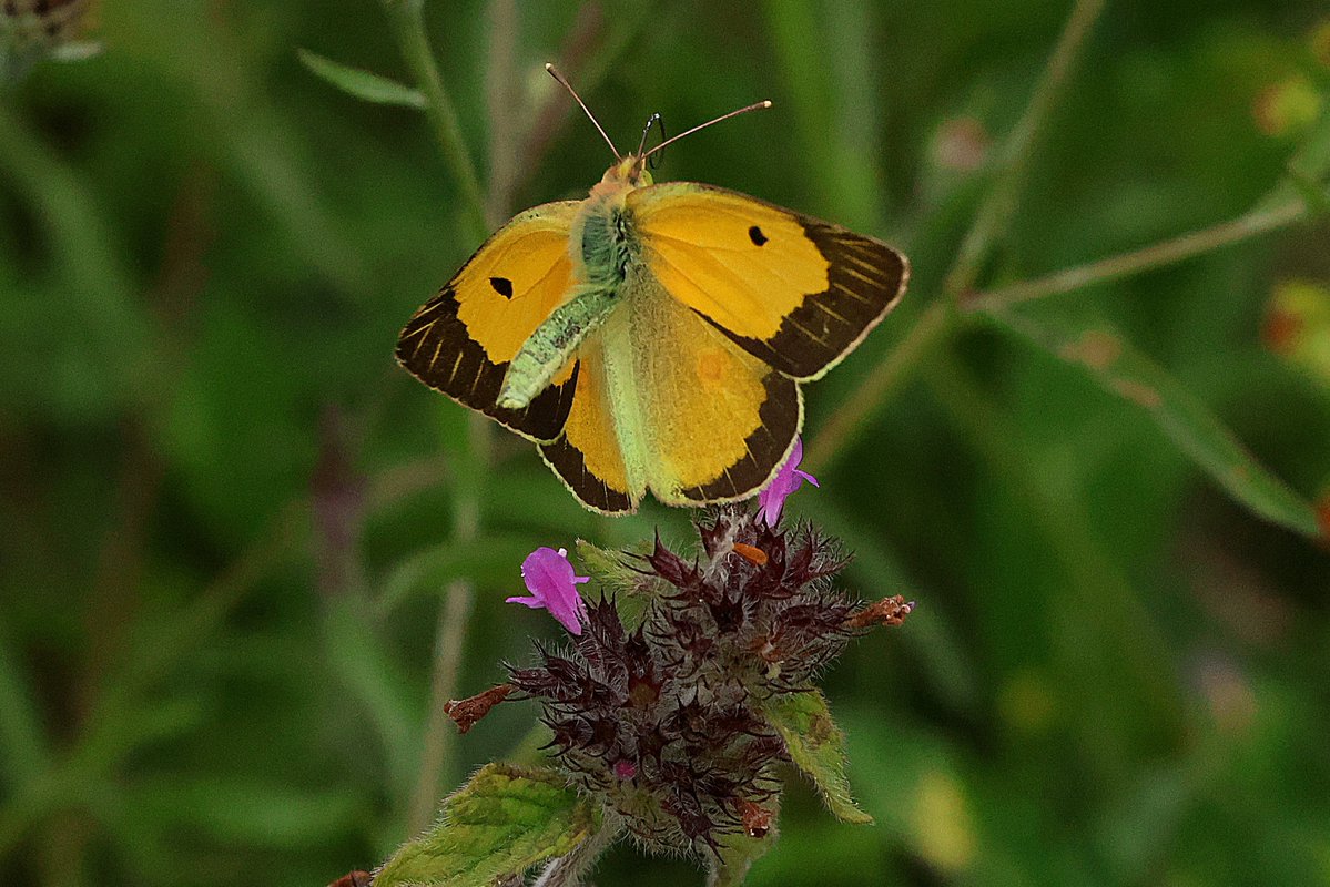 IANCONN3's tweet photo. Pegsdon hills, lovely clouded yellows, using my Canon R7 and pre-shooting mode, challenging but rewarding. https://t.co/BD9h6DRC67