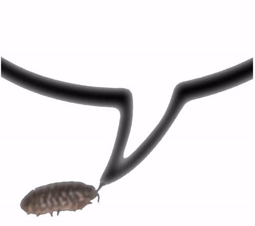 GardenSeal's tweet photo. bro i saw this image and everyone was calling it an isopod and im like but thats a roly poly not an isopod and then it hit that roly poly's are LAND isopods and isopods aren't just in wawa...woah https://t.co/mjMiatV4AK