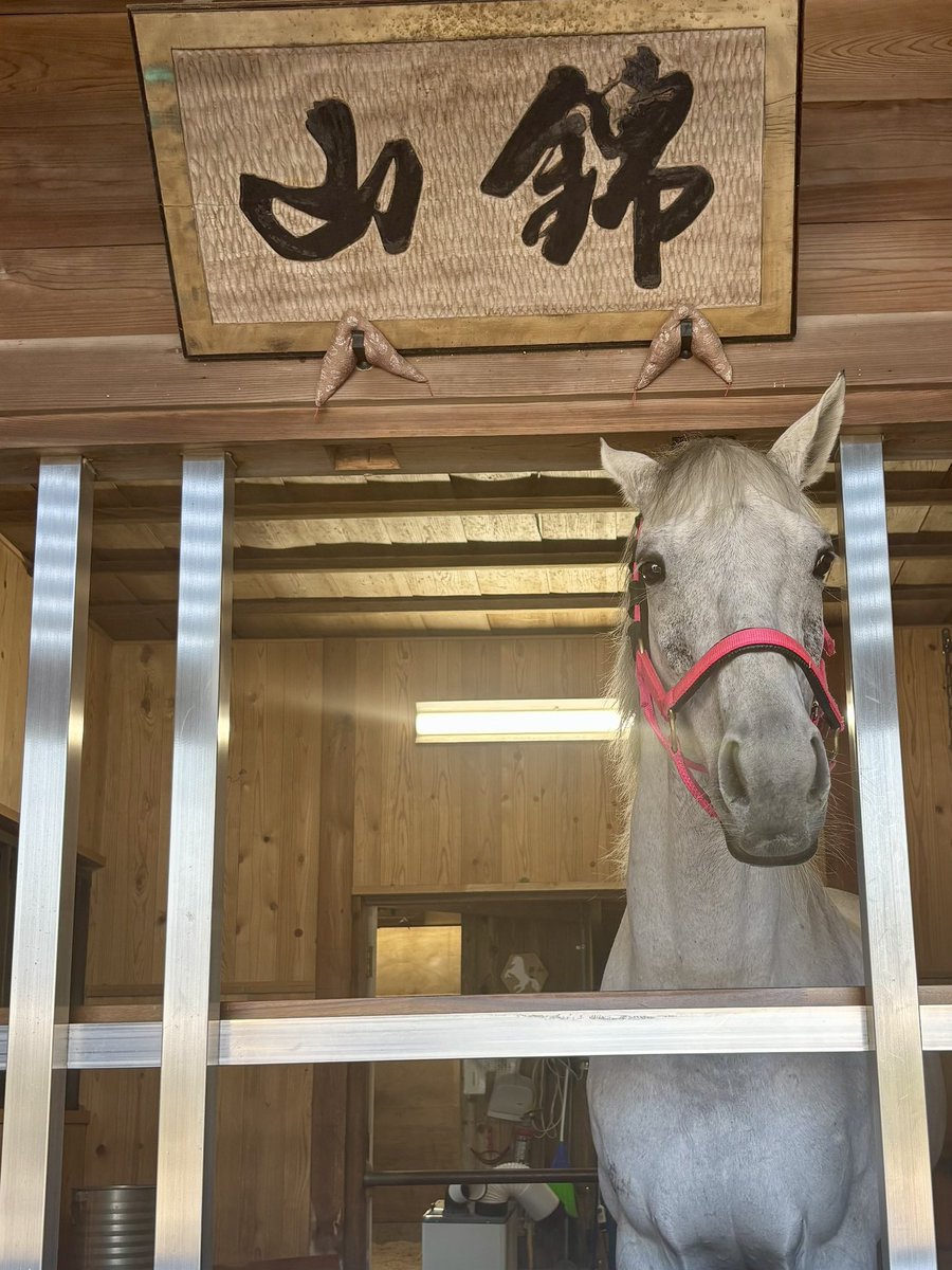 Reabell's tweet photo. 多度大社へ参拝⛩️🌳
新しい愛車の交通安全祈願へ🚗✨
神馬さま🐎にもご挨拶し、御朱印も拝受😊
安全運転でたくさんお出かけできますように✨ https://t.co/t6U08KzXNE