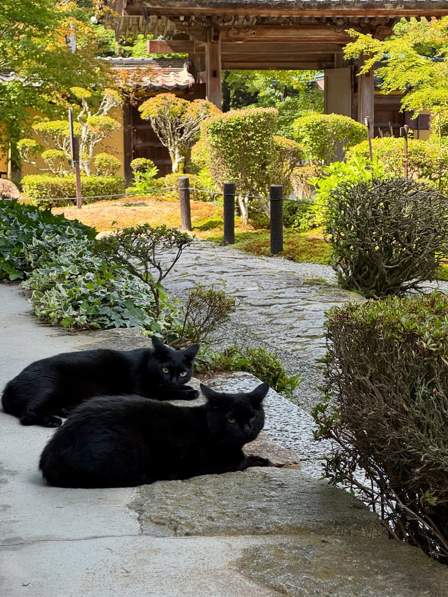 kotousanzan's tweet photo. 時折気持ちのいい風が吹く日陰で涼む黒猫の空(クウ、手前)と玄(クロ、奥)。
夏の風情を感じながら、二匹仲良くまったりとしております。

#湖東三山 #西明寺 #黒猫 https://t.co/nFgtCw9F2w