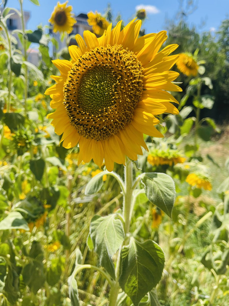 Songueel's tweet photo. Bugün de yüreğimin inceliğiyle  dünyaya  dokunuyorum.
#Günaydın https://t.co/reGSwg3FzP