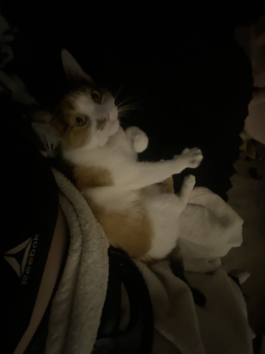 PIXIIESTIXX's tweet photo. @sunwooosberry My girl cat comes to me, sometimes when I pick her up, she’s bothered, other times she melts into me. I love her she’s so sweet https://t.co/39L0rj3Hau