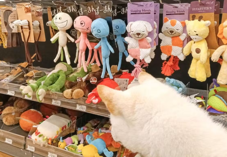 wanqol's tweet photo. 今回は、おもちゃで遊んでもすぐに飽きてしまう柴犬のネギが、カインズで買える犬用おもちゃ5種類を実際にお試し。

飽きっぽいネギが夢中になったおもちゃとは？🐕
https://t.co/UtPL9NeTJd https://t.co/GDN7jlkvVQ